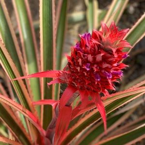 Meet your Posher, San